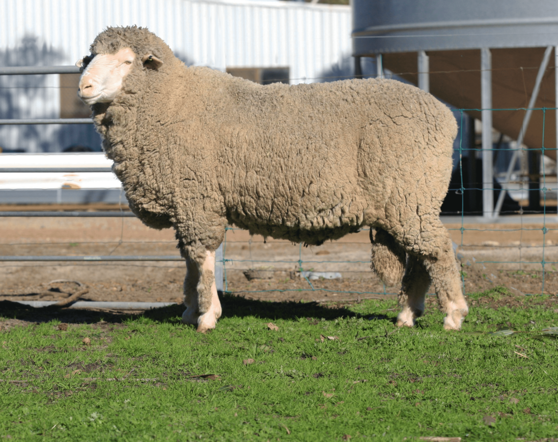 Semen sire profiles – Anderson Poll Merino